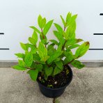 Hortenzia metlinatá (Hydrangea paniculata) ‘PINK DIAMOND’ - výška 20-30 cm, kont. C2L
